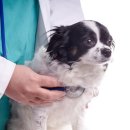 24시 딜라이트 동물의료센터 이미지