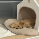 부산강아지분양 유독 이미지