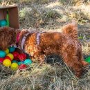 퍼피스쿨 이미지