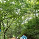 계족산 황톳길 이미지