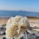 당진시 수산물유통센터 | [당진] 장고항 실치마을 :: 수산물 유통센터 주차 , 제철 실치회,호래기회, 알쭈꾸미 가격
