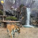 판다 | 눈 오는 날, 판다를 보러 간 에버랜드 판다월드 후기