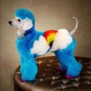 예쁜강아지 이미지