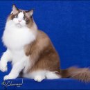 잘난돌스 이미지