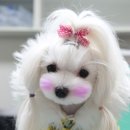 하나동물병원 이미지