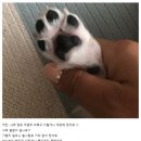 강아지 고양이 피부케어 제품 고르는 방법