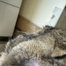 차오름동물병원 이미지