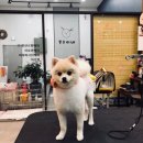 봉순이네 펫살롱 이미지