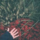 이영춘「들풀」 | #1 코닥 일회용카메라 사용후기 (군산여행&amp;성북동)