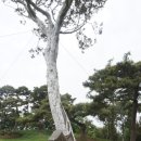 백송초밥 이미지