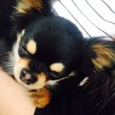 룰루 애견샵 이미지