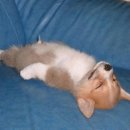 예쁜멍멍이 Daum카페