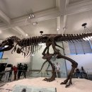 자연사박물관 정문 앞 이미지