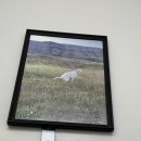 구름사탕 (CLOUD CANDY) | 🇮🇸아이슬란드 신행 7일차_스나이펠스네스반도,키르큐펠,이트리툰가