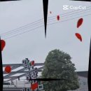 완도호랑가시나무 가로수길 | “완도 호랑가시나무 군목 변경 지정”, 쾌적한 도로 환경조성!!!