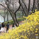 개나리공원4 이미지