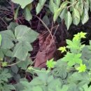 작전목장 이미지