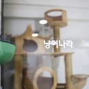 개와냥이동물병원 네이버블로그