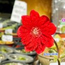 하늘바람꽃농원 이미지