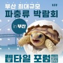 포럼 | 파충류 박람회 '렙타일 포럼' 후기
