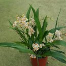 환타지아 이미지