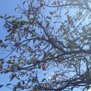 평지못(1) 이미지