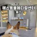 울산착한동물병원 | 울산에스동물메디컬센터 심장병 강아지 치아 스케일링 술전 검사