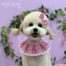 펫트리멍 이미지