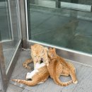 송림식육점 이미지