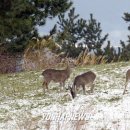 송곤목장 이미지