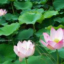 산꽃 1 민박 이미지