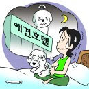 황금애견 이미지