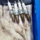 양산 반달곰 카센타 이미지