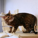 미파캐터리 이미지