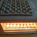 고센 농장 이미지