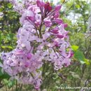 수수꽃다리 이미지