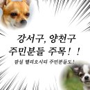 대정시크릿 A-4 | [공지] 강서구, 양천구 배달비 무료 어플 노크 후기 (시크릿 쿠폰 등록 방법)