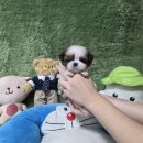 광주강아지분양 블랑펫 | 광주강아지분양 시츄입양 펫왕국 후기