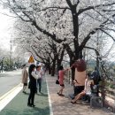 @@@ 2015년 4.8~4.12. 안동 벚꽃 축제 @@@ 이미지