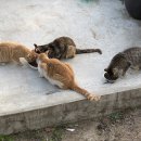 장보는 강아지와 고양이 이미지