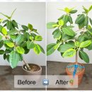 두레로 | 받침없는화분 반려식물의 놀라운 변신, 반케 드림앤플라워 후기