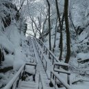 경보사슴 이미지