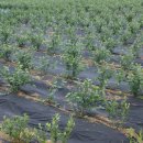 형제농원 이미지