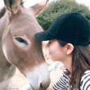 써니펫 이미지