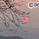 주리네