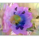 연꽃과나비 이미지