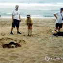 [다시! 제주문화] (75) '용왕 막내딸' 거북에 막걸리·돼지고기 대접 이미지