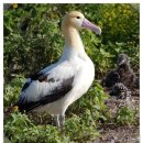 알바트로스(Albatrus)