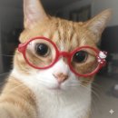 유니온메디칼 | [육묘일기 18] 6살 고양이 건강검진ㅣ창원 유니온 동물병원ㅣ