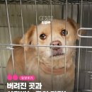 유기견 해외 입양, 안락사 직전 구조된 체리의 지구 반대편에서 찾은 사랑